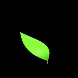 Leaf